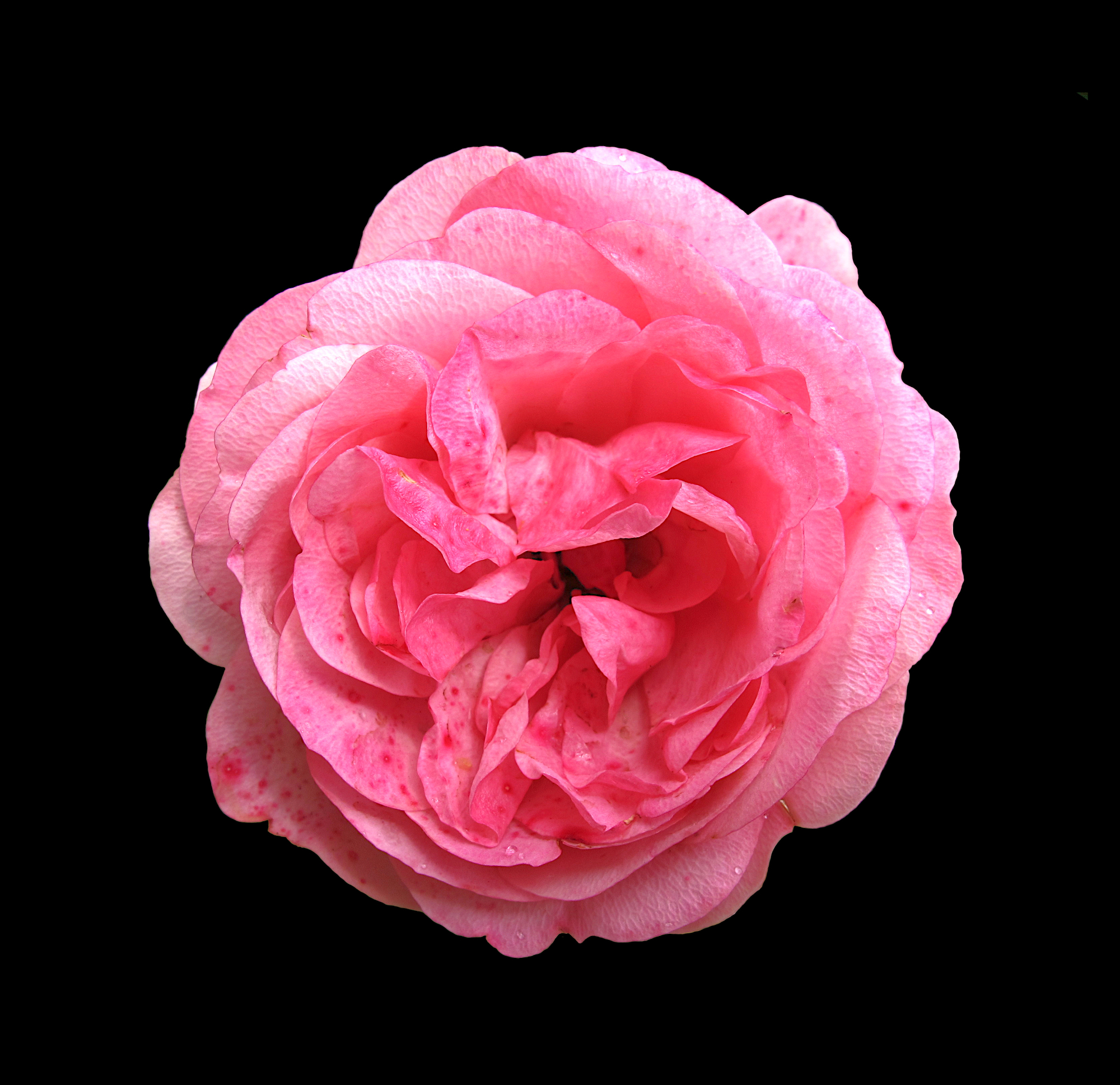 Pink rosy rose flower in sunlight